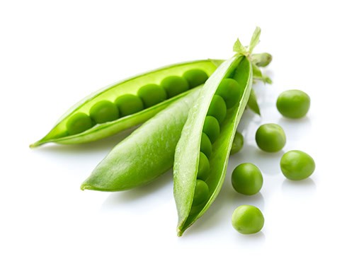 proveedor de proteina de chicharo